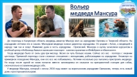 Вольер медведля Мансура